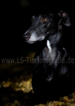 07 Lichtspiele